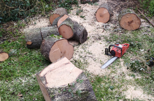 abattage arbre 44