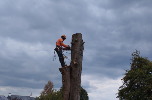 abattage arbre mesquer