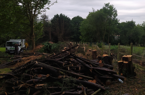 abattage arbres