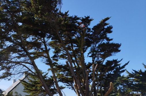 coupe arbre 44