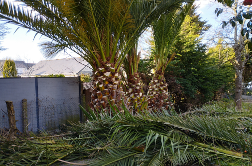 élagage arbre 44