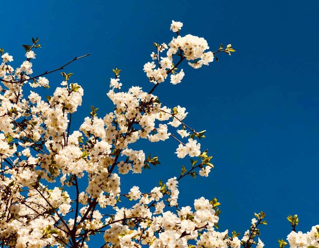 Beautiful white cherry blossoms blooming against a vibrant blue sky in spring.