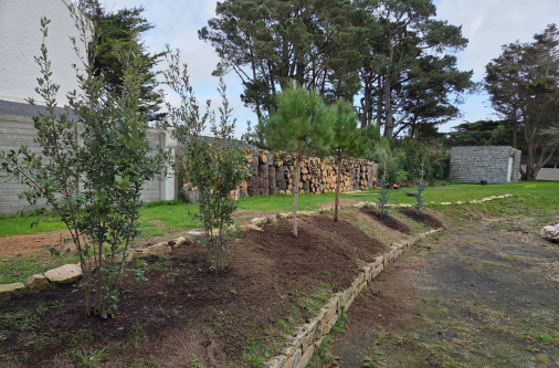 plantation arbre projet