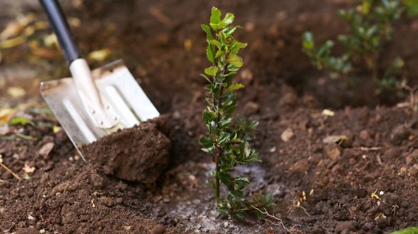 plantation arbre