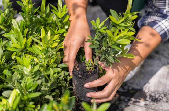 plantation