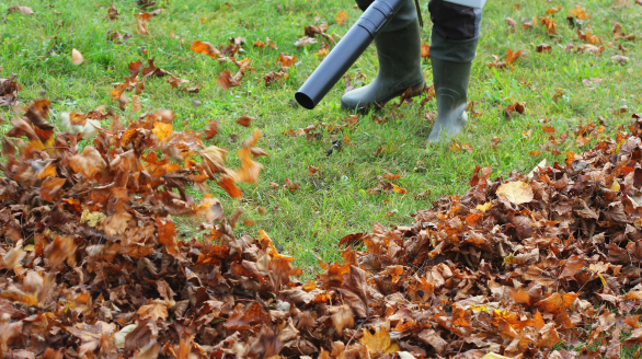 ramassage feuilles